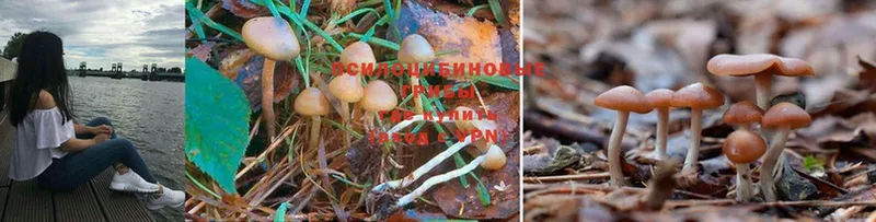 Псилоцибиновые грибы Psilocybe  продажа наркотиков  Череповец 